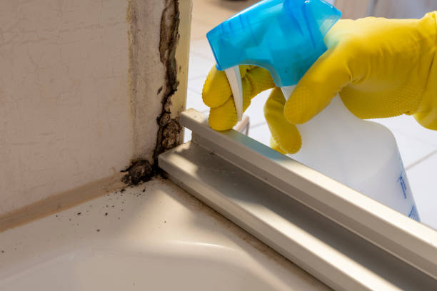 Best Biohazard Mold Removal  in Waldo, FL